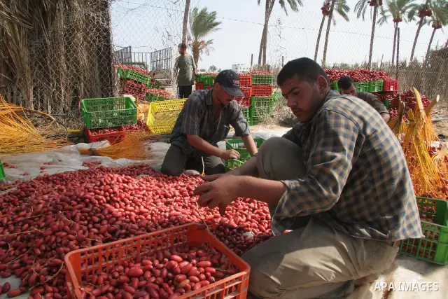 Palestinian farmers harvest dates in Deer Al-Balah town central Gaza Strip at the start of the harvesting season.