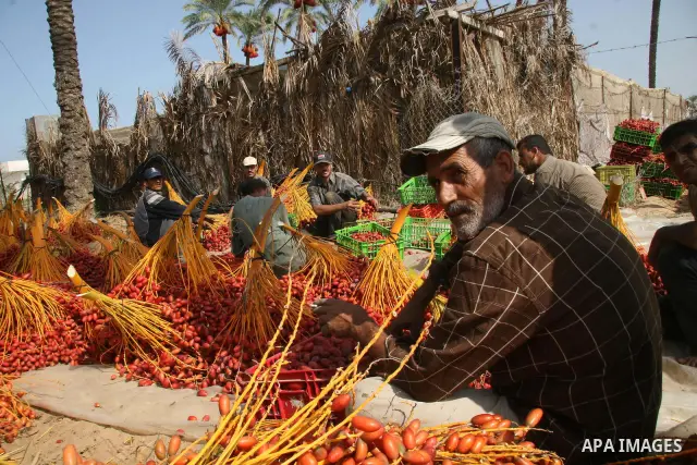 Palestinian farmers harvest dates in Deer Al-Balah town central Gaza Strip at the start of the harvesting season.