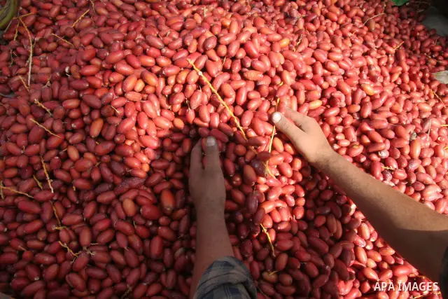 Palestinian farmers harvest dates in Deer Al-Balah town central Gaza Strip at the start of the harvesting season.