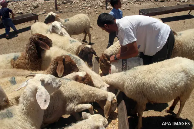 Palestinians live in caves depend on herding the sheep, in the West Bank Village of Ghenba, southern Hebron City.