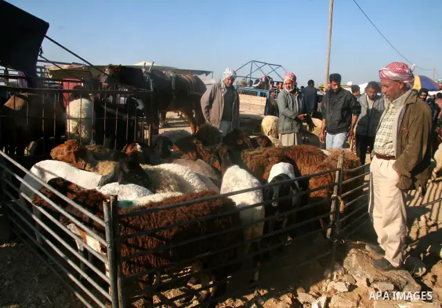 Palestinians buy a sheep ahead of the Muslim feast of Eid al-Adha in Gaza City. Muslims all over the world will mark days the Eid al-Adha, the festival of the sacrifice when they slaughter sheep, goats, cows and camels t...