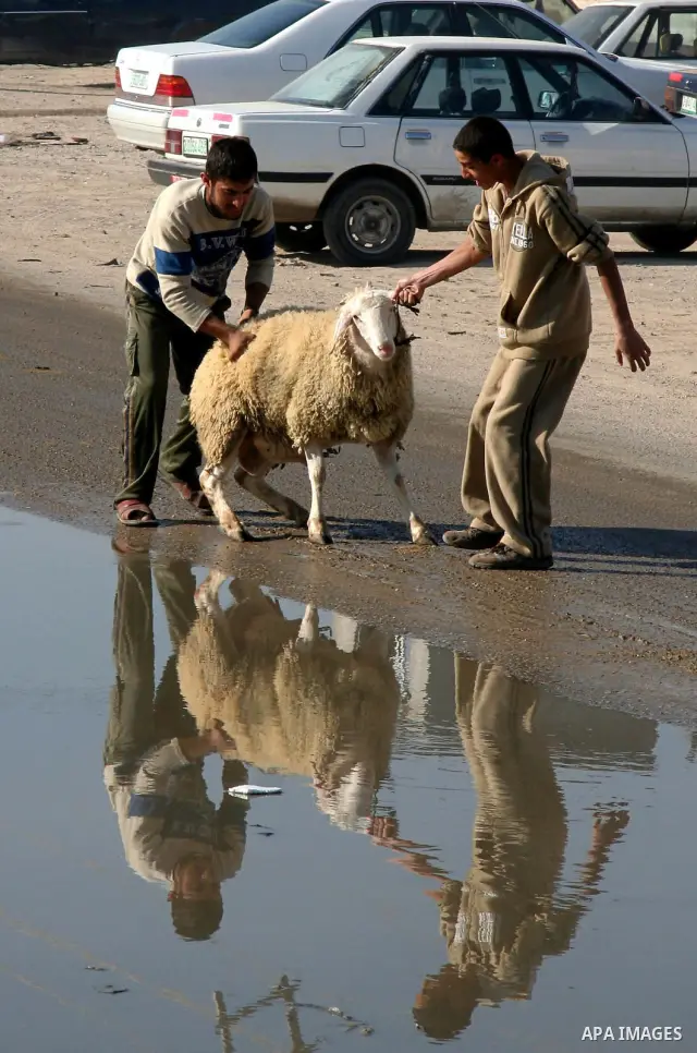 Palestinians buy a sheep from the market in Gaza City on December 5, 2008, days before the holiday of Eid al-Adha. Muslims around the world celebrate Eid al-Adha by sacrificing sheep, goats, buffalos, camels and cows to...