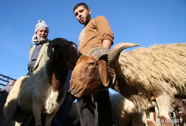 Palestinians buy a sheep from the market in Gaza City on December 5, 2008, days before the holiday of Eid al-Adha. Muslims around the world celebrate Eid al-Adha by sacrificing sheep, goats, buffalos, camels and cows to...