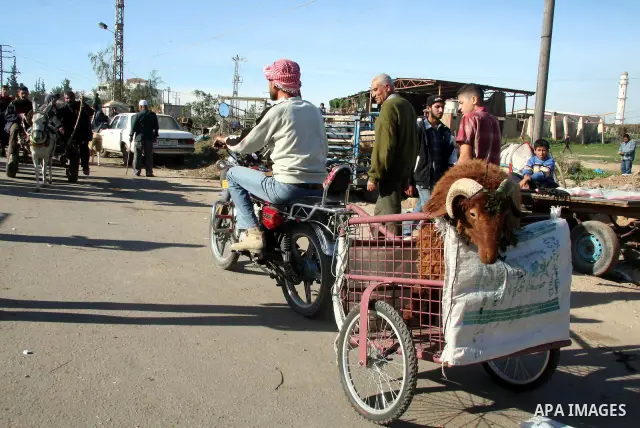 Palestinians buy a sheep from the market in Gaza City on December 5, 2008, days before the holiday of Eid al-Adha. Muslims around the world celebrate Eid al-Adha by sacrificing sheep, goats, buffalos, camels and cows to...
