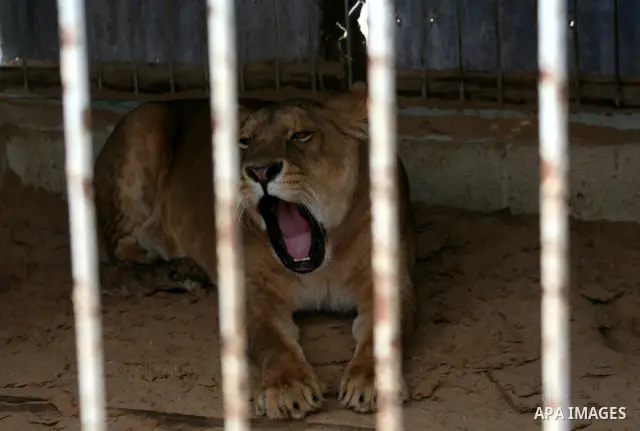 an Only Lioness Sabrin in Gaza born four puppies in the zoo in Gaza City. Hamas security forces returned the lioness Sabrin to the zoo after it was kidnapped several months ago by unknown gunmen.