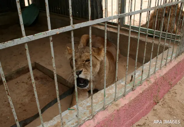 an Only Lioness Sabrin in Gaza born four puppies in the zoo in Gaza City. Hamas security forces returned the lioness Sabrin to the zoo after it was kidnapped several months ago by unknown gunmen.