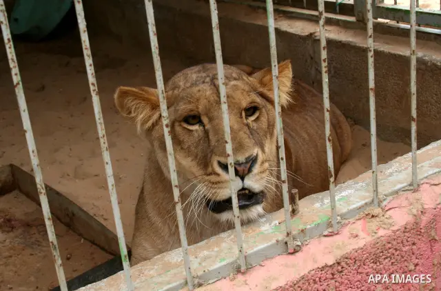 an Only Lioness Sabrin in Gaza born four puppies in the zoo in Gaza City. Hamas security forces returned the lioness Sabrin to the zoo after it was kidnapped several months ago by unknown gunmen.