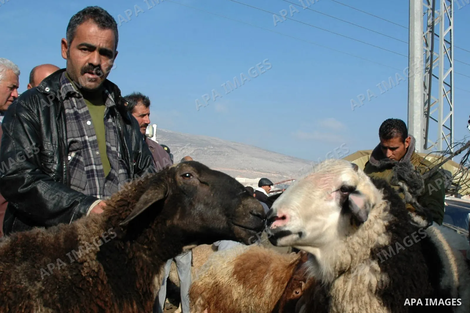 A Palestinians buy goats and sheep at a market in preparation for the upcoming Eid al-Adha festival in the West Bank city of Nablus, on Nov. 26, 2009. Muslims worldwide are preparing for the Eid al-Adha festival, with th...