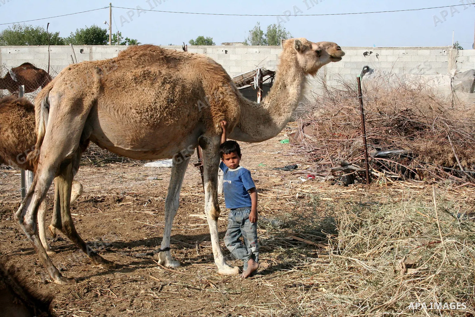 Palestinian refugees from bedouin clan live in a tents central Gaza Strip. As Israel celebrates its 60th anniversary, Palestinians commemorate the Nakba, the expulsion of some 700,000 people during the 1948 war, an event...