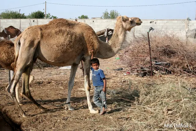 Palestinian refugees from bedouin clan live in a tents central Gaza Strip. As Israel celebrates its 60th anniversary, Palestinians commemorate the Nakba, the expulsion of some 700,000 people during the 1948 war, an event...