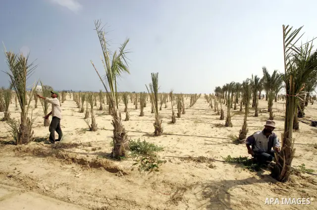 A Palestinian farmers work at an palm tree farm in Khan Yunis town southern Gaza Strip on July3, 2009. Photo By Abed Rahim Khatib