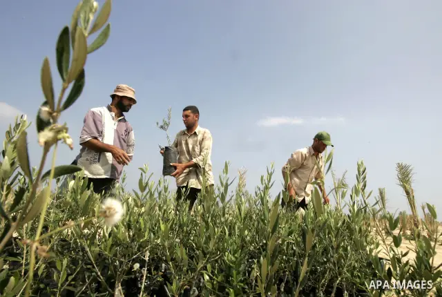 A Palestinian farmers work at an Olive trees farm in Khan Yunis town southern Gaza Strip on July3, 2009. Photo By Abed Rahim Khatib