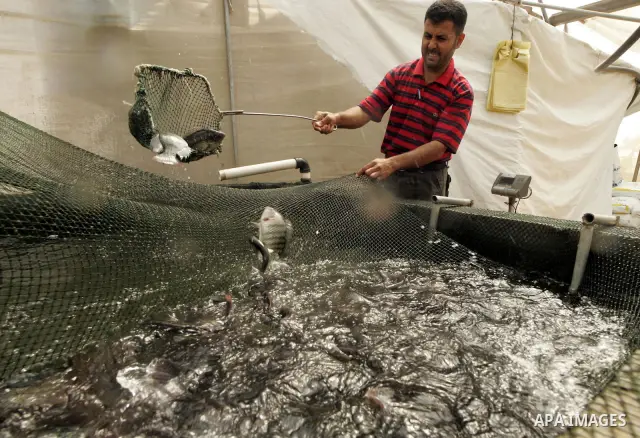 A Palestinian worker catches fish at a fish farm in Khan Yunis in the southern Gaza Strip on July5, 2009. Hamas government in Gaza, the wealth of fish produced enough to suffice their needs. Said the Hamas government bec...