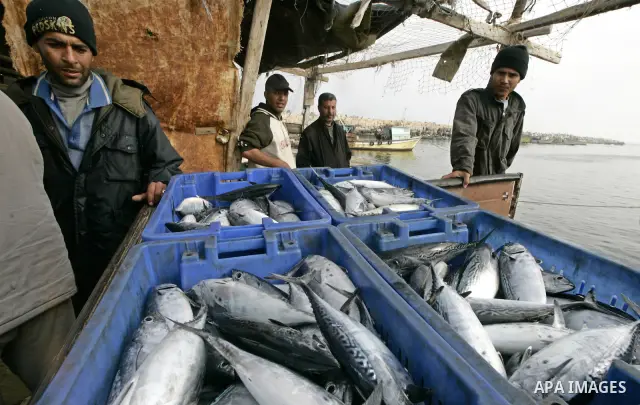 A Palestinian fishermen carries his catch after a night at the sea in the port of Gaza City on July 9, 2009.Fishermen, suffer from the tightening of the Israeli siege imposed on Palestinian fishermen a forbidden fisherme...