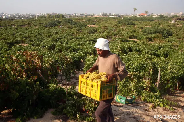 Palestinian farmers harvest grapes from a field cultivated in a former Israeli settlement which was dismantled in 2005, north of Gaza City, on Aug 8, 2009. The Israeli blockade and military operations across the Hamas-ru...