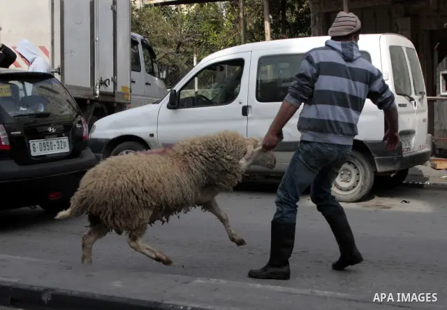 A Palestinian butcher cuts a slaughtered sheep on the first day of the Muslim holiday of Eid al-Adha in the West Bank city of Al_Ram on November 27, 2009. Photo by Mohamar Awad