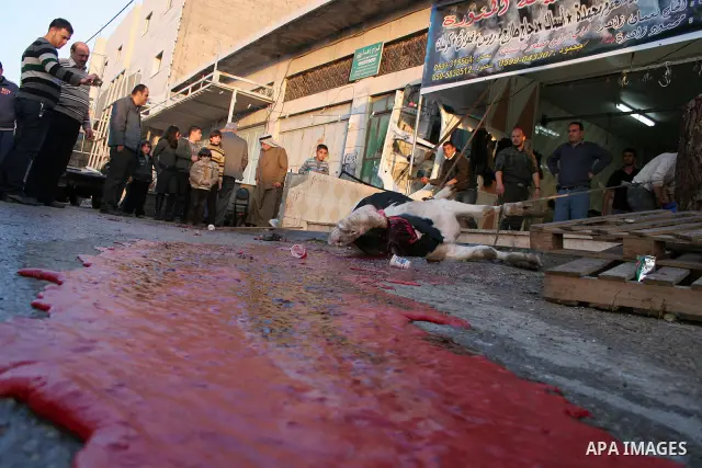 A Palestinians slaughter a calf on the first day of the Muslim holiday of Eid al-Adha in the West Bank city of Hebron on November 27, 2009. Muslims around the world celebrate Eid al-Adha to mark the end of the haj by sla...