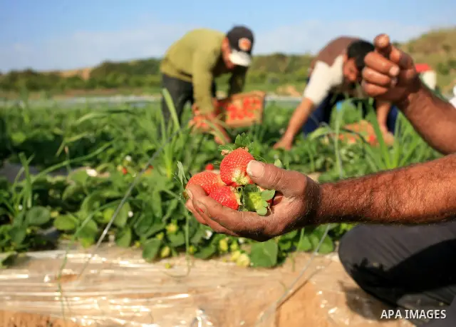 Palestinian farmers pick strawberries in the northern Gaza Strip town of Beit Lahia on Jan 13,2010.. Photo by Mohammed Othman