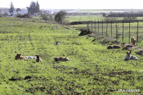 Dogs are seen at a field in at the border between Gaza Strip and Israel, East Gaza City on January 29, 2014. An Israeli drone crashed in the southern Gaza Strip on Wednesday near the border with Israel, witnesses said. P...