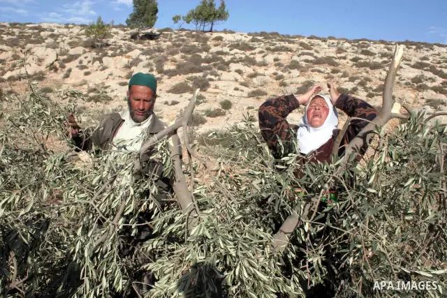Palestinian farmers from the village of Twaneih inspect the remains of their olive trees after Jewish settlement of Ma'on in the southern West Bank village of Yata near Hebron allegedly tore them down on January 14, 2010...