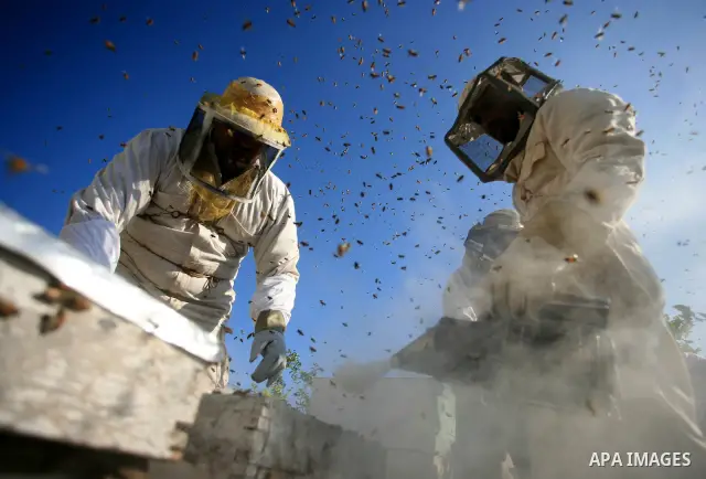 Palestinian beekeepers inspect hives at an apiary near the central Gaza Strip refugee camp of Bureij on April 19, 2010. Jihad Abu Shamalah, the Gaza farmer who owns the apiary says he had to move his bee farm from the no...