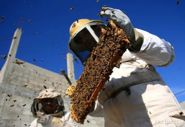 Palestinian beekeepers inspect hives at an apiary near the central Gaza Strip refugee camp of Bureij on April 19, 2010. Jihad Abu Shamalah, the Gaza farmer who owns the apiary says he had to move his bee farm from the no...