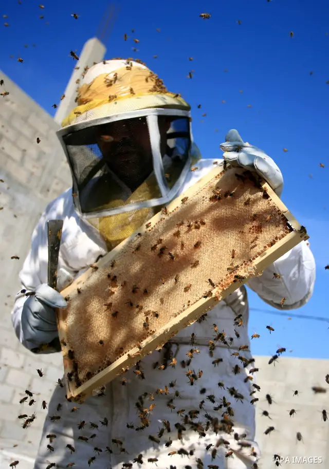 Palestinian beekeepers inspect hives at an apiary near the central Gaza Strip refugee camp of Bureij on April 19, 2010. Jihad Abu Shamalah, the Gaza farmer who owns the apiary says he had to move his bee farm from the no...