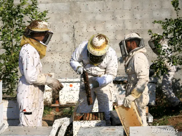 Palestinian beekeepers inspect hives at an apiary near the central Gaza Strip refugee camp of Bureij on April 19, 2010. Jihad Abu Shamalah, the Gaza farmer who owns the apiary says he had to move his bee farm from the no...