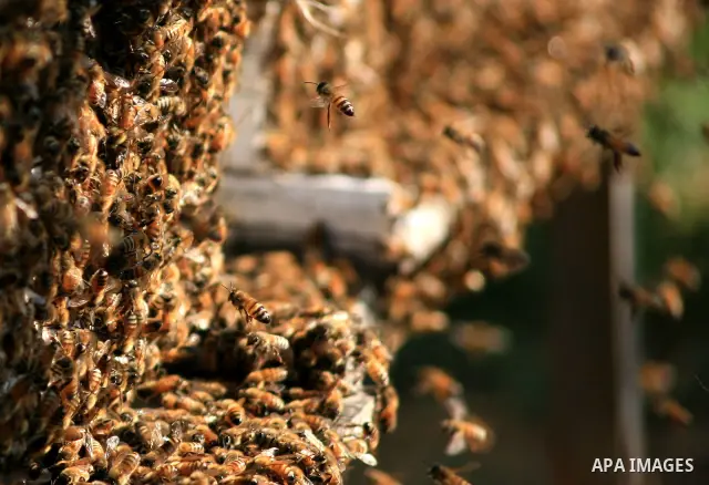 Palestinian beekeepers inspect hives at an apiary near the central Gaza Strip refugee camp of Bureij on April 19, 2010. Jihad Abu Shamalah, the Gaza farmer who owns the apiary says he had to move his bee farm from the no...