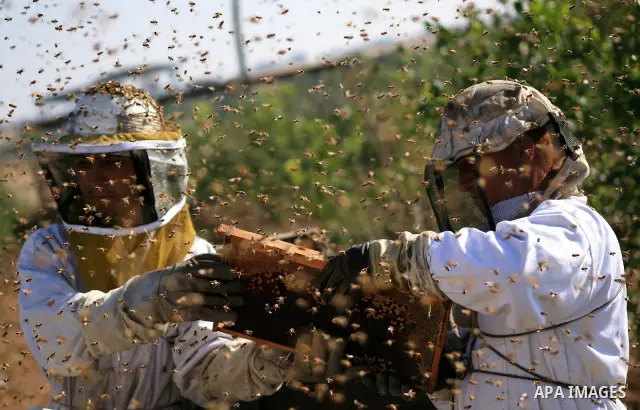 Palestinian beekeepers inspect hives at an apiary near the central Gaza Strip refugee camp of Bureij on April 19, 2010. Jihad Abu Shamalah, the Gaza farmer who owns the apiary says he had to move his bee farm from the no...