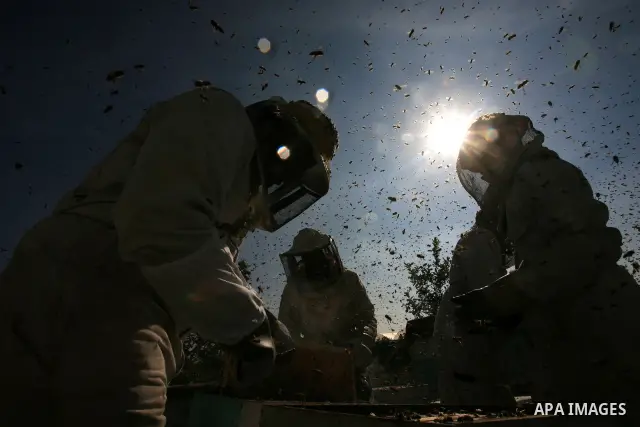 Palestinian beekeepers inspect hives at an apiary near the central Gaza Strip refugee camp of Bureij on April 19, 2010. Jihad Abu Shamalah, the Gaza farmer who owns the apiary says he had to move his bee farm from the no...