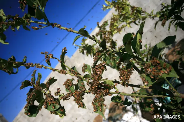 Palestinian beekeepers inspect hives at an apiary near the central Gaza Strip refugee camp of Bureij on April 19, 2010. Jihad Abu Shamalah, the Gaza farmer who owns the apiary says he had to move his bee farm from the no...