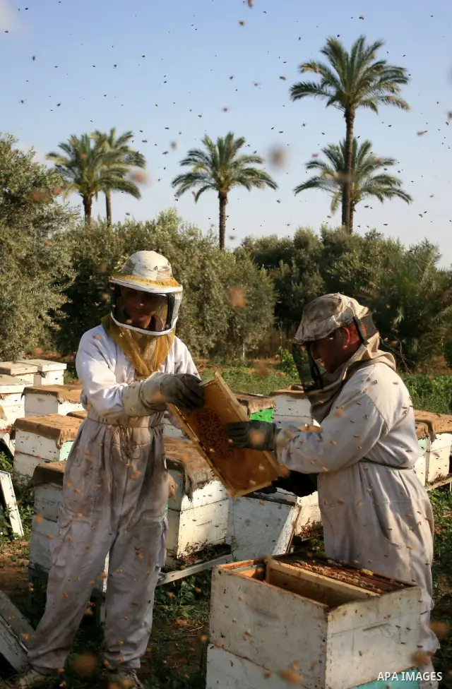 Palestinian beekeepers inspect hives at an apiary near the central Gaza Strip refugee camp of Bureij on April 19, 2010. Jihad Abu Shamalah, the Gaza farmer who owns the apiary says he had to move his bee farm from the no...