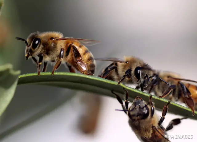 Palestinian beekeepers inspect hives at an apiary near the central Gaza Strip refugee camp of Bureij on April 19, 2010. Jihad Abu Shamalah, the Gaza farmer who owns the apiary says he had to move his bee farm from the no...