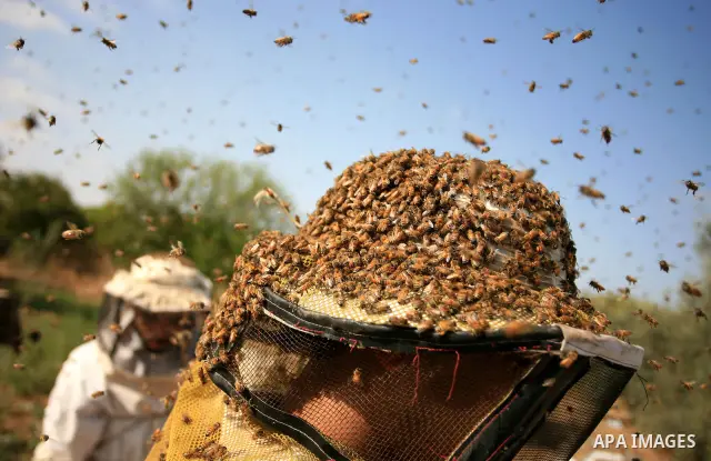 Palestinian beekeepers inspect hives at an apiary near the central Gaza Strip refugee camp of Bureij on April 19, 2010. Jihad Abu Shamalah, the Gaza farmer who owns the apiary says he had to move his bee farm from the no...