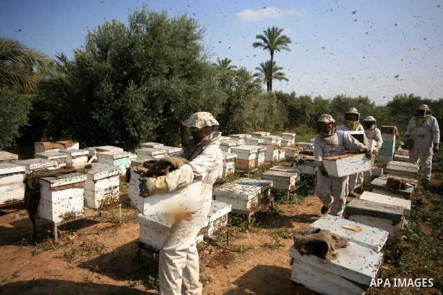 Palestinian beekeepers inspect hives at an apiary near the central Gaza Strip refugee camp of Bureij on April 19, 2010. Jihad Abu Shamalah, the Gaza farmer who owns the apiary says he had to move his bee farm from the no...