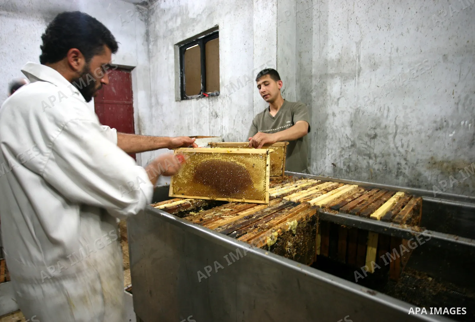 Palestinian beekeepers inspect hives at an apiary near the central Gaza Strip refugee camp of Bureij on April 19, 2010. Jihad Abu Shamalah, the Gaza farmer who owns the apiary says he had to move his bee farm from the no...