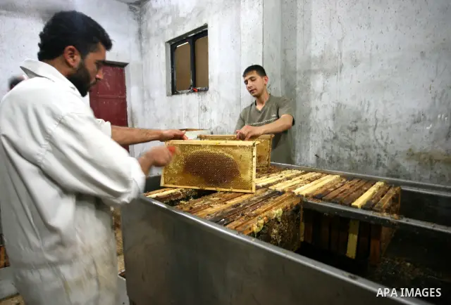 Palestinian beekeepers inspect hives at an apiary near the central Gaza Strip refugee camp of Bureij on April 19, 2010. Jihad Abu Shamalah, the Gaza farmer who owns the apiary says he had to move his bee farm from the no...