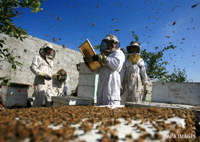 Palestinian beekeepers inspect hives at an apiary near the central Gaza Strip refugee camp of Bureij on April 19, 2010. Jihad Abu Shamalah, the Gaza farmer who owns the apiary says he had to move his bee farm from the no...
