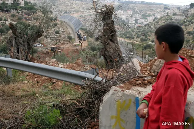 A Palistinian boy looks at olives trees after the Israeli soldiers cut them during a demonstration by foreign activists and Palestinians against the extension of Israel's controversial separation barrier in the Palestini...