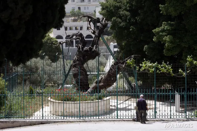 An oak tree, which believed the prophet Ibraheem and his wife were shaded under the tree, found near Al-Masqoubia church in the West Bank city of Hebron on May 19,2010. Al-Masqoubia considers the only church in the Hebro...