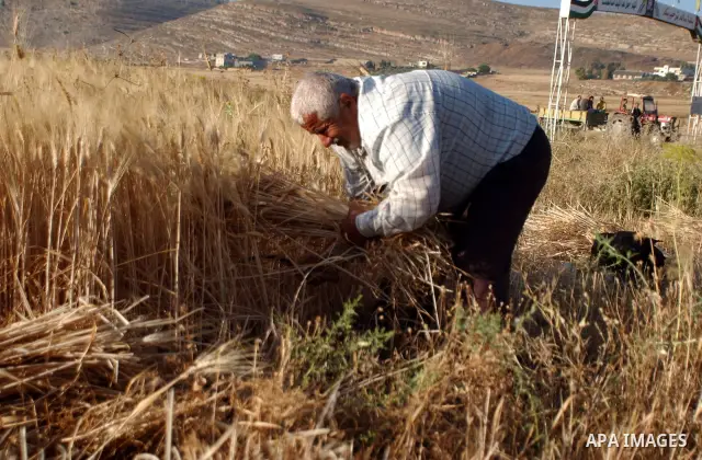 A Palestinian farmer harvests a wheat crop at a farm in the village of Salem near the West Bank city of Nablus on May 21, 2010. Photo by Wagdi Eshtayah