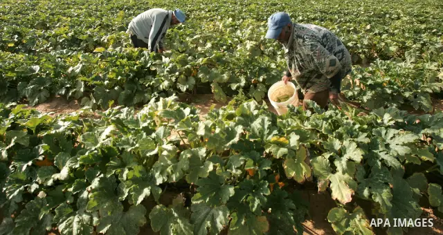 Palestinian farmers collect their crop in Rafah in the southern Gaza Strip on June 19, 2010. Photo by Hatem Omar