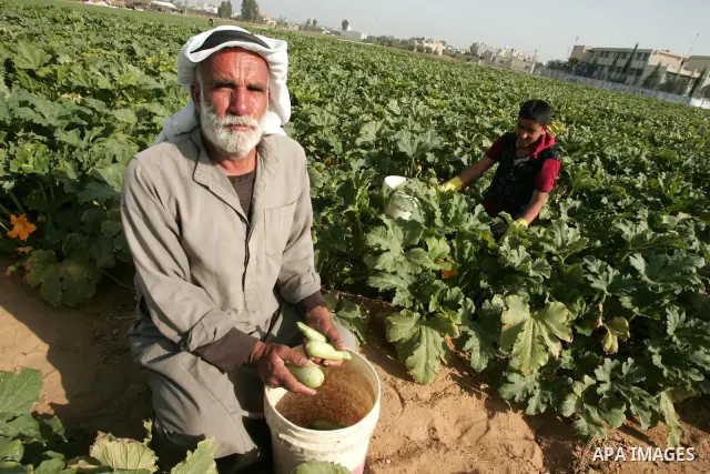 Palestinian farmers collect their crop in Rafah in the southern Gaza Strip on June 19, 2010. Photo by Hatem Omar