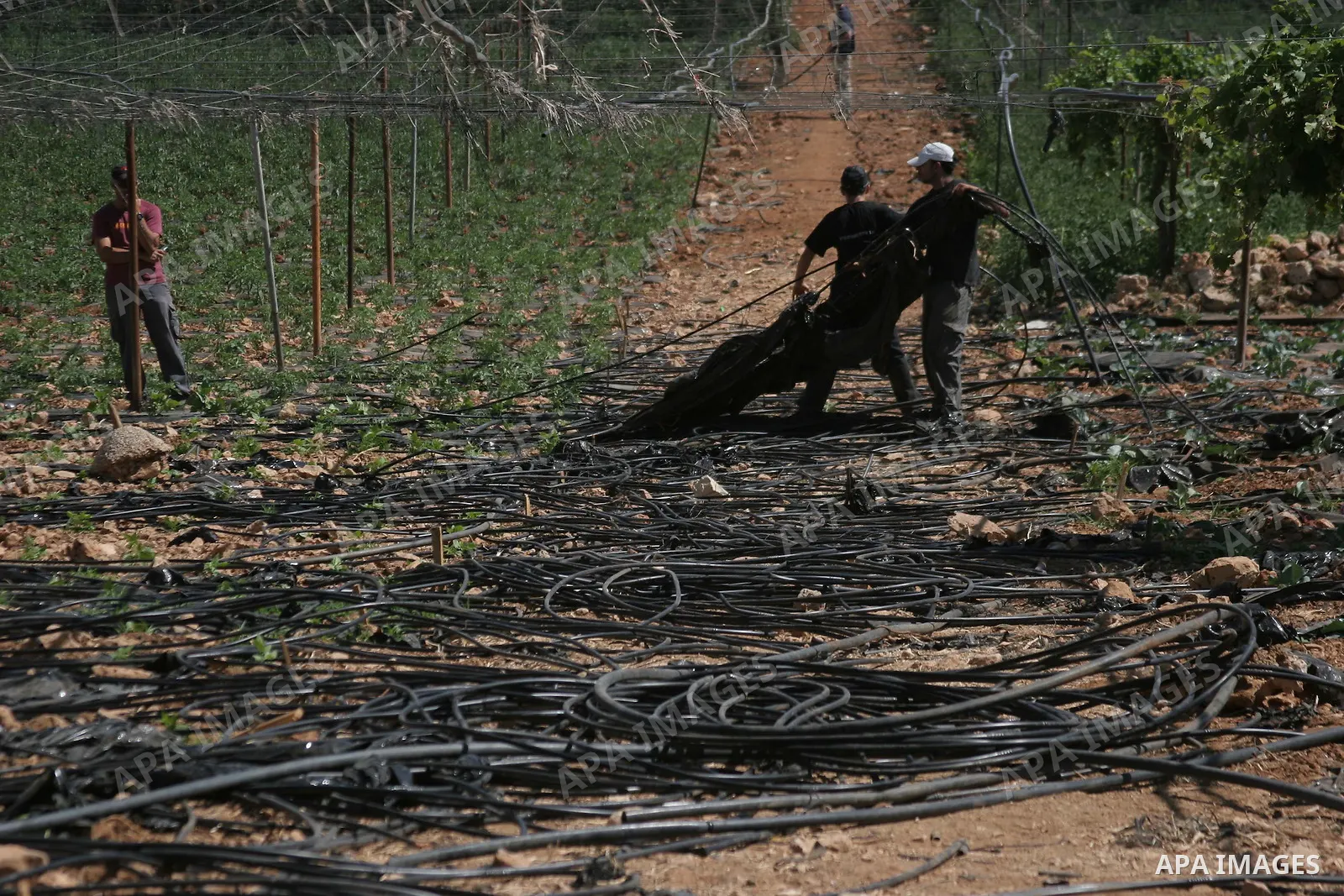 Israelis working with their army remove irrigation pipes from Palestinian agriculture land on July 6, 2010 in the West Bank city of Hebron across the road from the Israeli settlement of Kiryat Arba. Photo by Mamoun Wazwa...