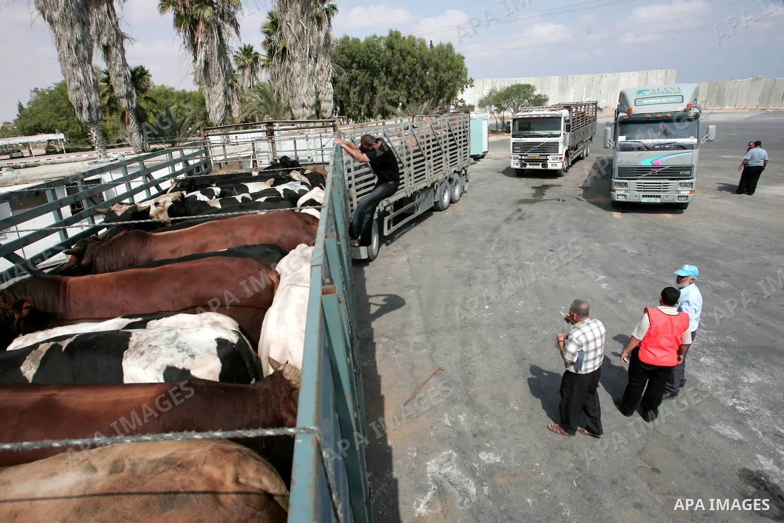 A Palestinian man counts cattle being transported on a truck after it crossed into Gaza through Kerem Shalom border crossing between Israel and the Gaza Strip July 12, 2010. Photo by Hatem Omar