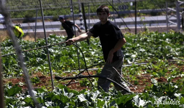 Israelis working with their army remove irrigation pipes from Palestinian agriculture land on July 19, 2010 in the West Bank city of Hebron across the road from the Israeli settlement of Kiryat Arba. Photo by Mamoun Wazw...