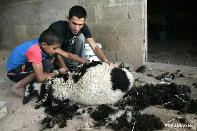 Palestinians cut the wool of a sheep in the village of Salem near the West Bank city of Nablus on August 8, 2010. Photo by Wagdi Eshtayah