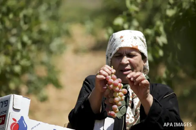 Palestinian farmer harvests grapes at his vineyard in the West Bank city of Hebron on August 26, 2010. Hebron is very famous in grape production as it contains many fields of grapes, the summer is the season of harvestin...