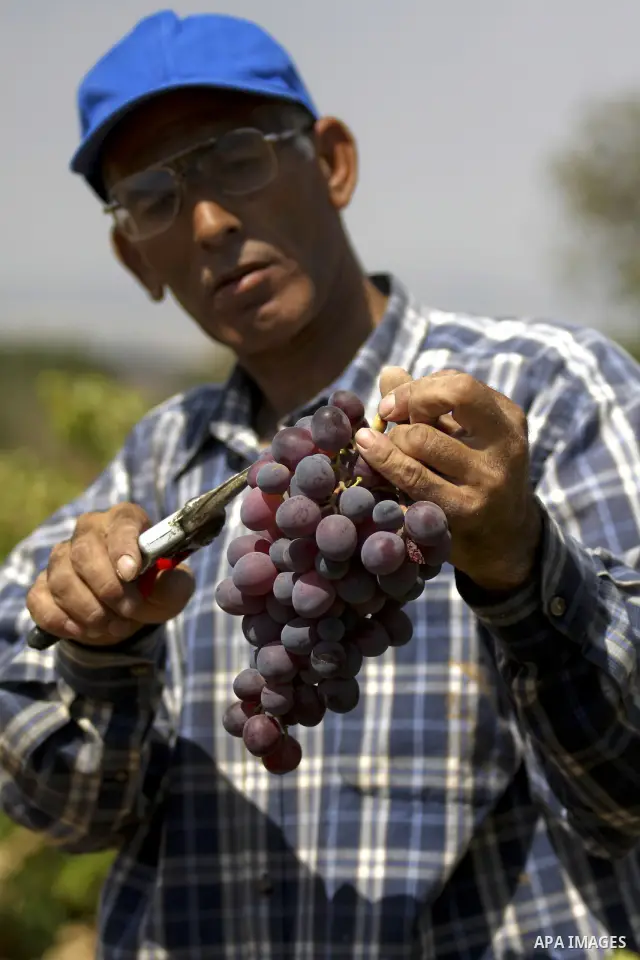 Palestinian farmer harvests grapes at his vineyard in the West Bank city of Hebron on August 26, 2010. Hebron is very famous in grape production as it contains many fields of grapes, the summer is the season of harvestin...